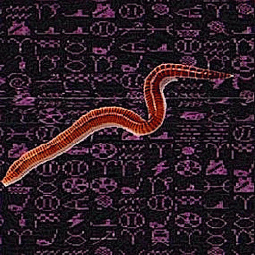 VoidDweller : Worm Highway VoidDweller : Worm Highway